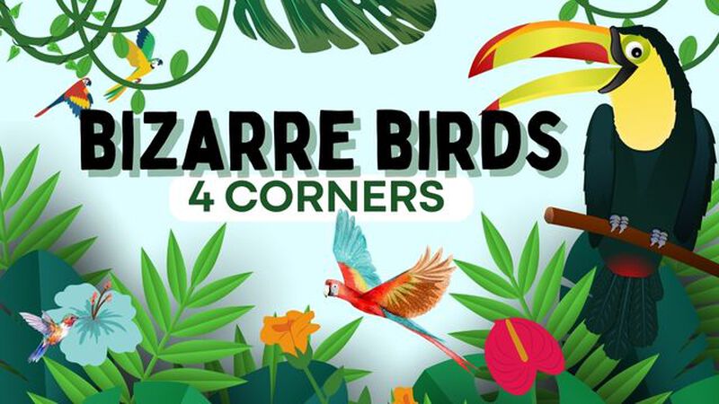Bizarre Birds 4 Corners